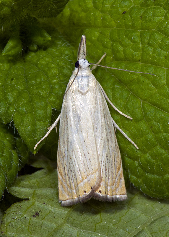 Chrysoteuchia culmella, Crambidae